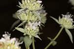 Whorled mountainmint